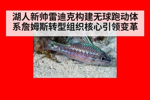 湖人新帅雷迪克构建无球跑动体系詹姆斯转型组织核心引领变革